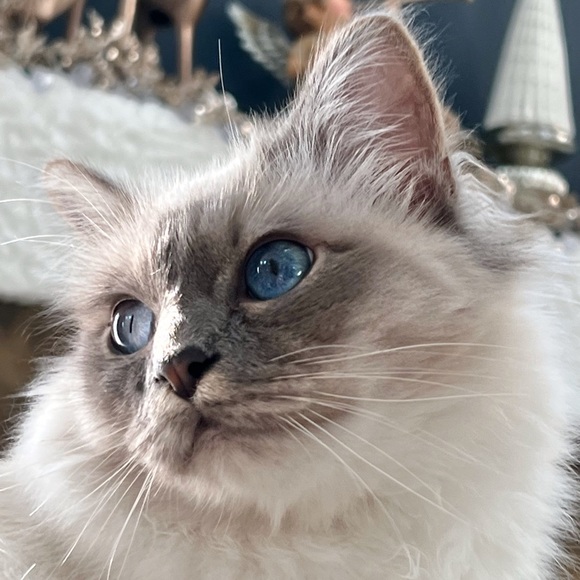 MEET THE POSHER - Picture 5 of 16